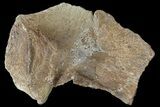 Mosasaur (Platecarpus) Vertebra Process Section - Kansas #121993-1